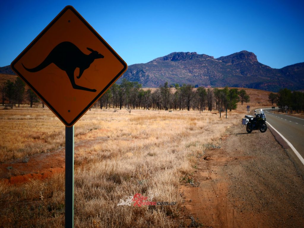 The road into the Wilpena tourist office is sealed. Keep in mind that a lot of the Ranges is national park, so keep an eye on the wildlife while you’re enjoying the scenery or the track.