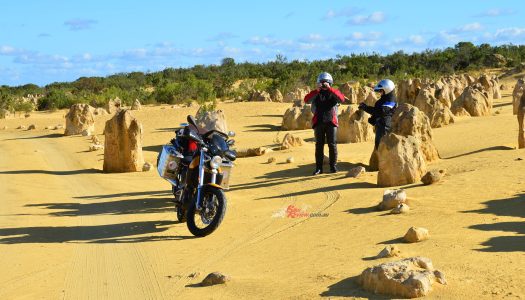 Bear Tracks | The Pointy Part of WA, the Pinnacles