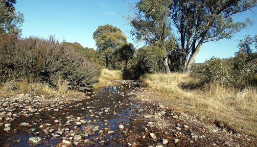 Bear tracks | Australian Alps on Two Wheels