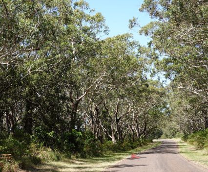 BikeReview-Bear Tracks-Myall Lakes-May 2026 (2)